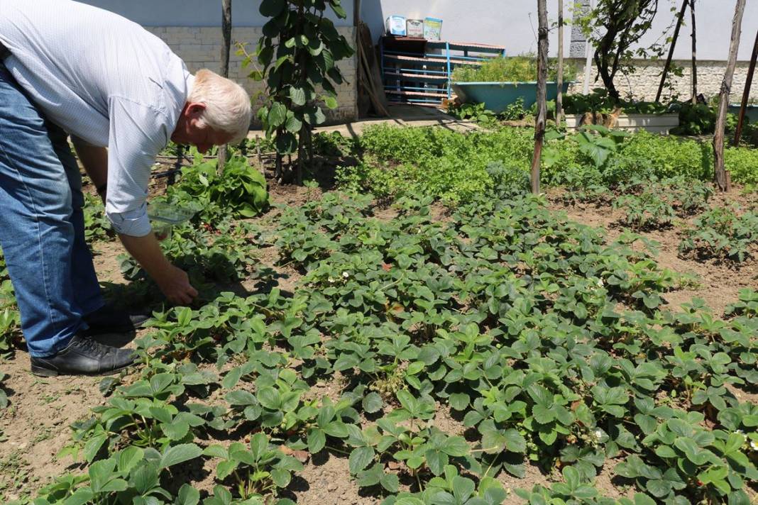 Bu yıl adeta topraktan fışkırıyor, kapış kapış satılıyor! Osmanlı sultanları bu meyve olmadan sofraya oturmazdı 11